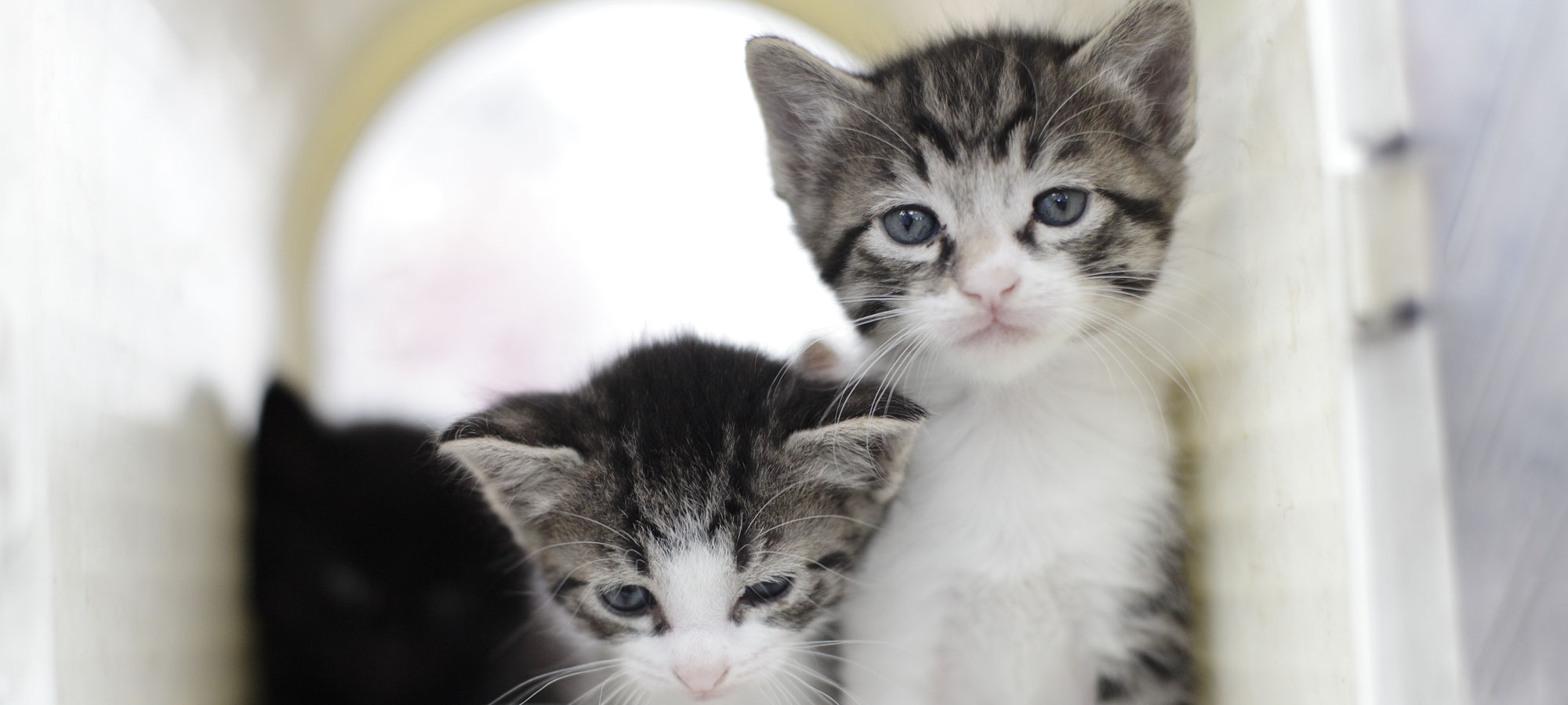 スペイ ベッツ ジャパン　メインイメージ01