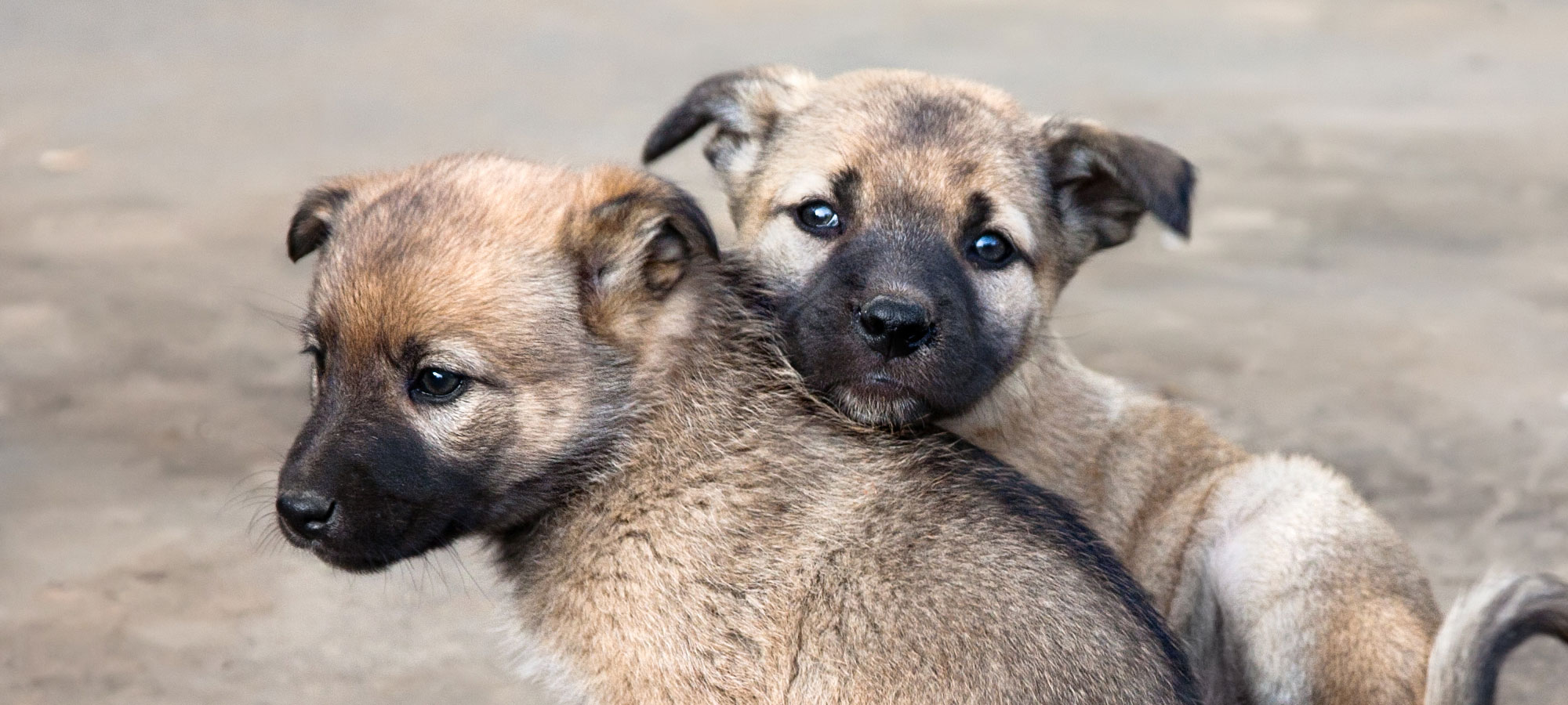 スペイ ベッツ ジャパン　メインイメージ03