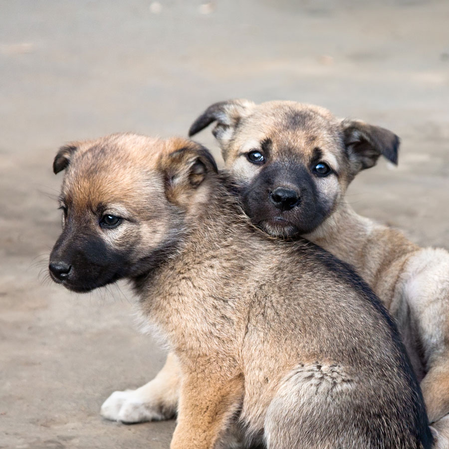 スペイ ベッツ ジャパン　メインイメージ03