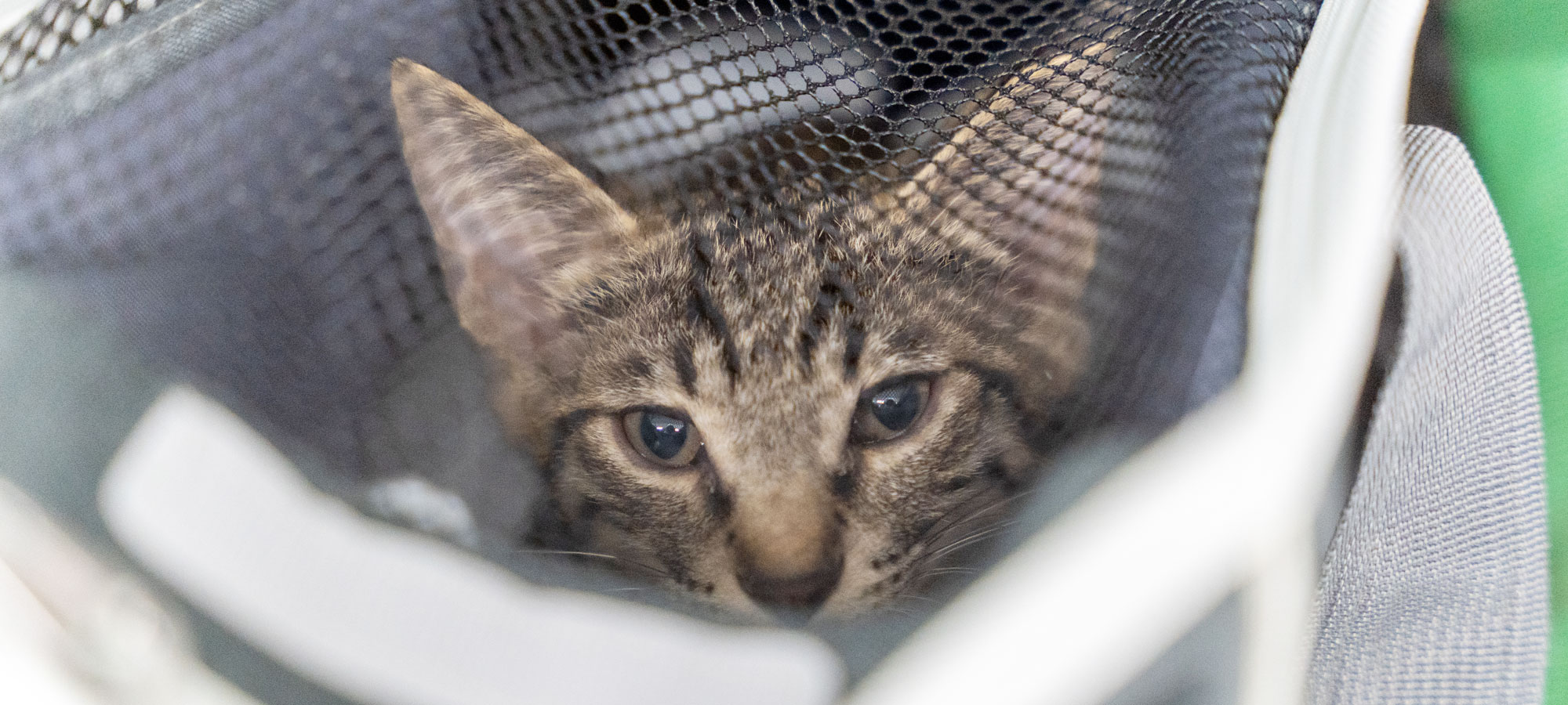 スペイ ベッツ ジャパン　メインイメージ07