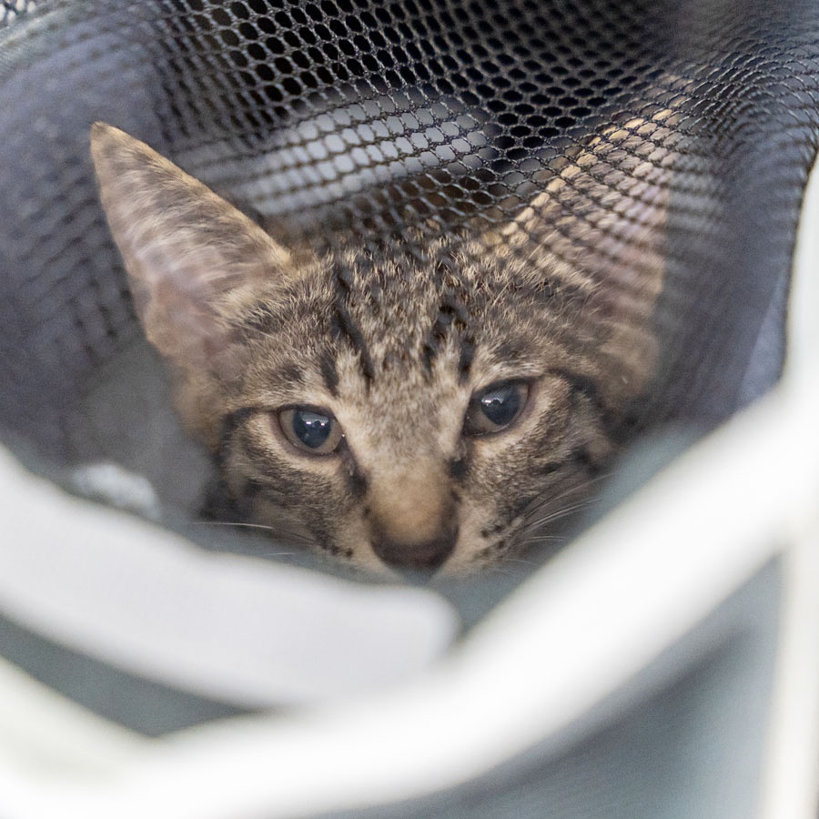 スペイ ベッツ ジャパン　メインイメージ07