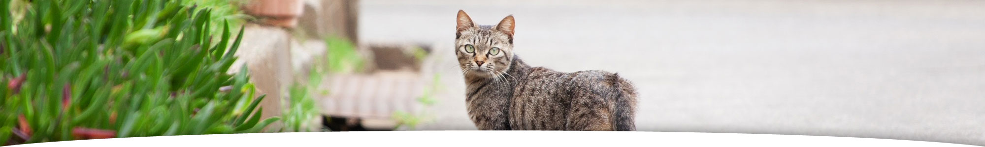 団体メンバー｜スペイ ベッツ ジャパン