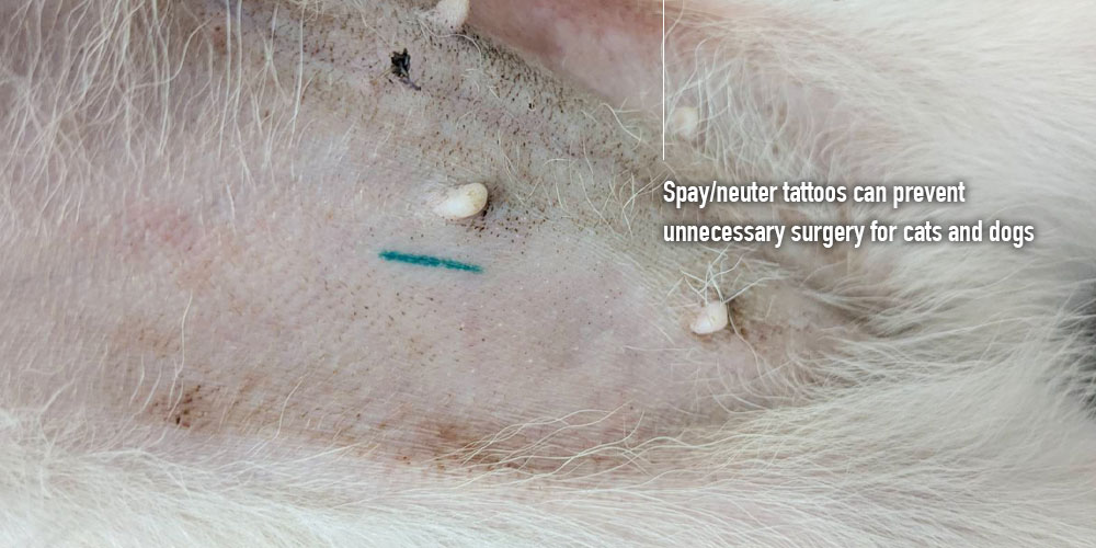 不妊去勢済みのタトゥーで必要ない手術を防ぐ